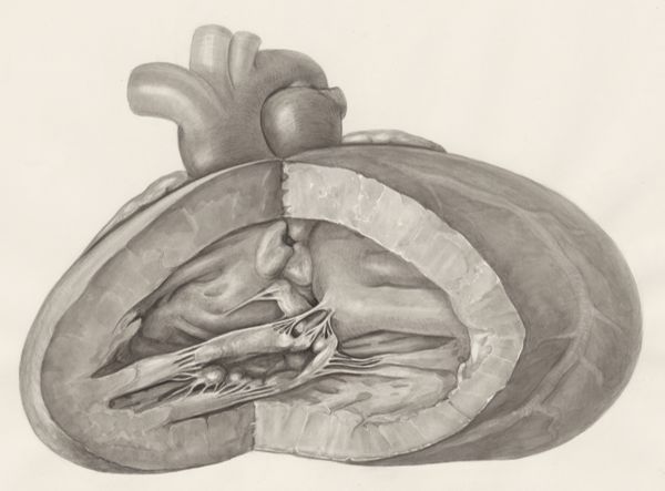 H.G Wetselaar, Heart