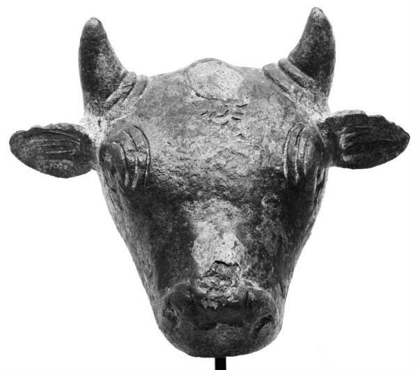 Unknown, Head of a Bull