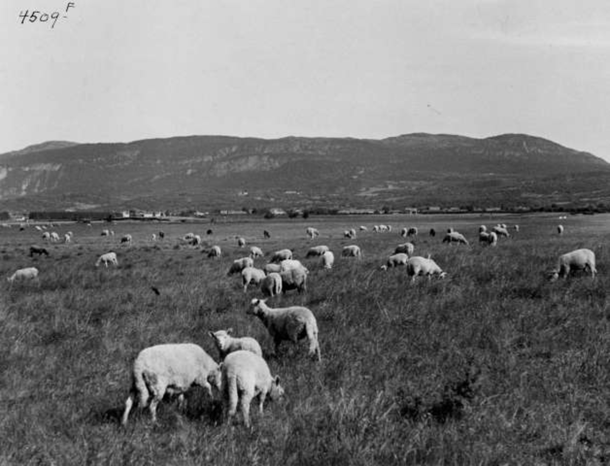 Anders Beer Wilse, -6918