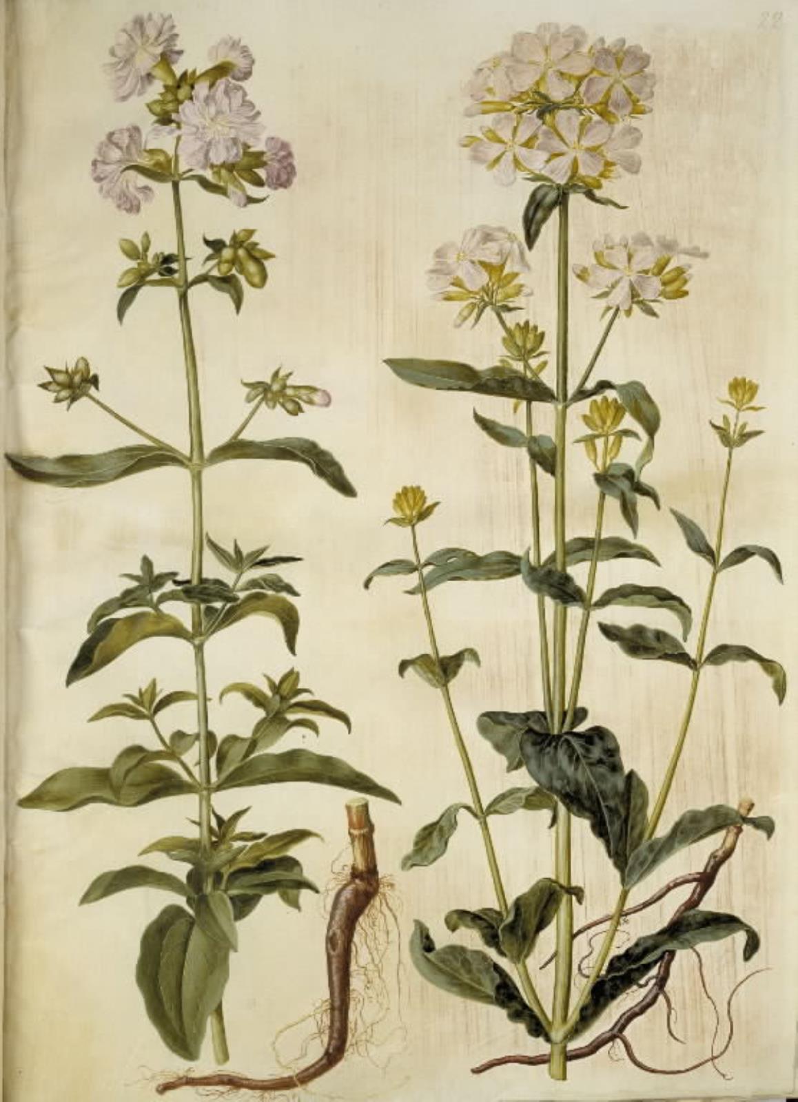 Hans Simon Holtzbecker, Saponaria officinalis (almindelig sæbeurt)