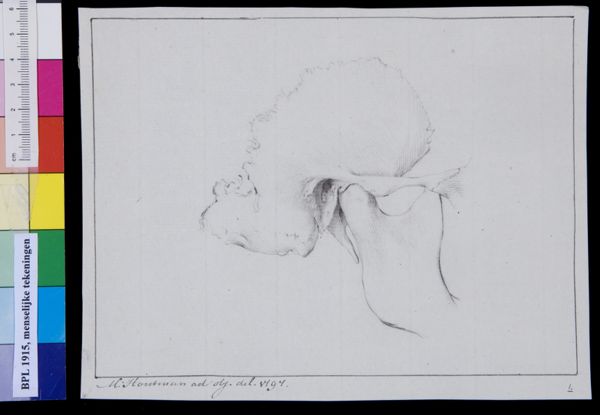 M Houtman, Skull, jaw