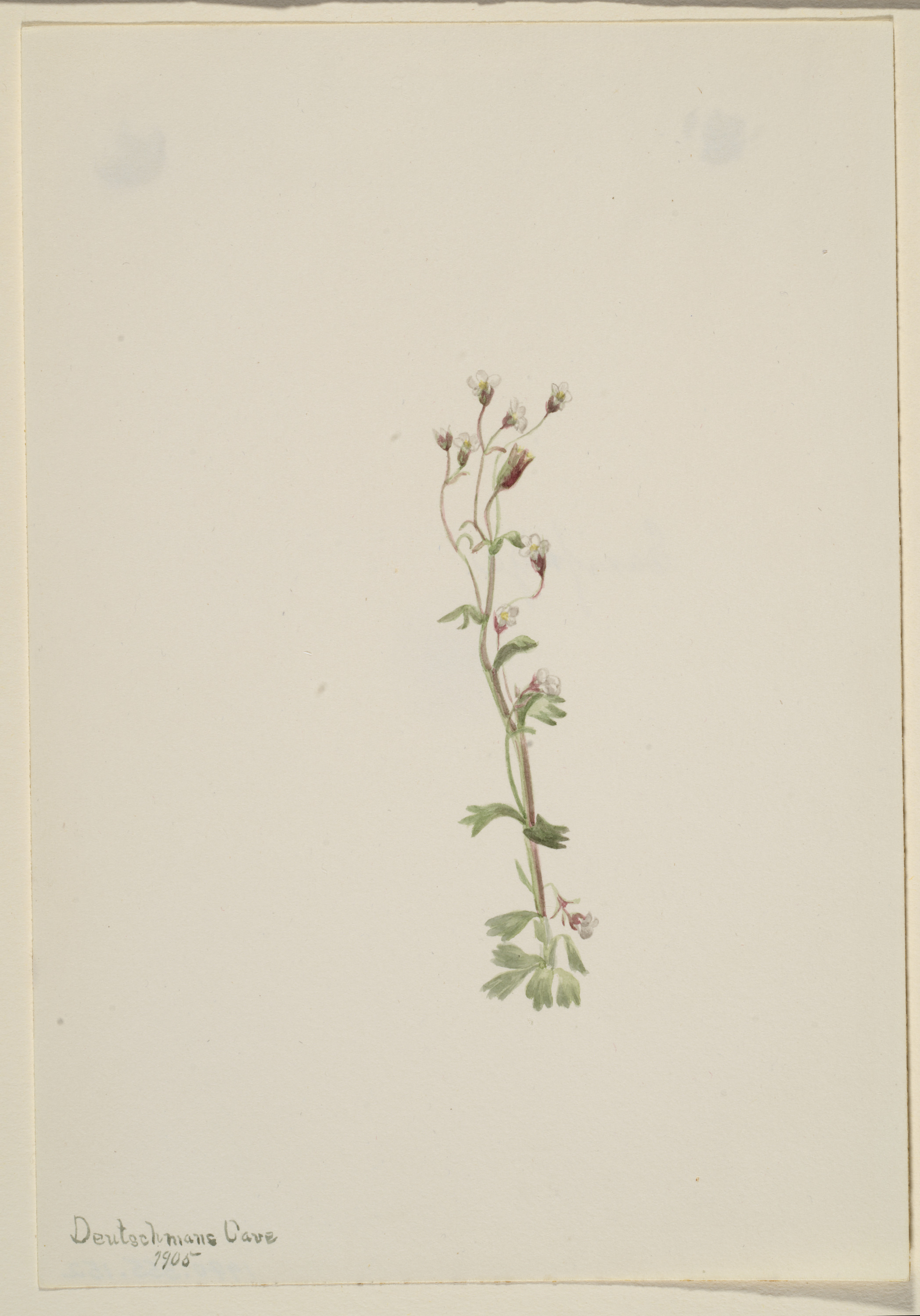 Mary Vaux Walcott, Untitled--Plant Study