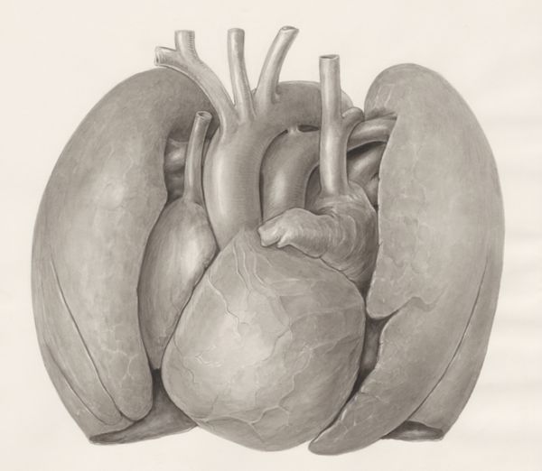 H.G Wetselaar, Heart and adjacent organs
