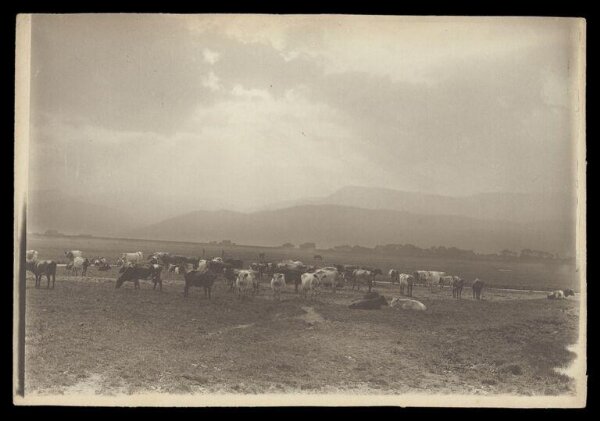 Gale, Lt. Col. Joseph, Cows in a field