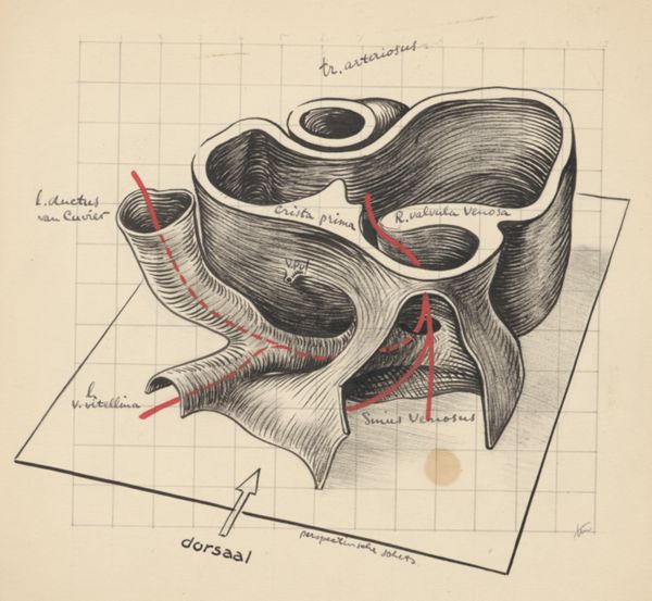 J Tinkelenberg, Embryonic heart