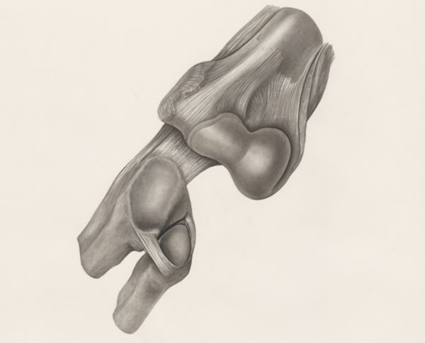H.G Wetselaar, Muscular tissue of a lizards upper extremities