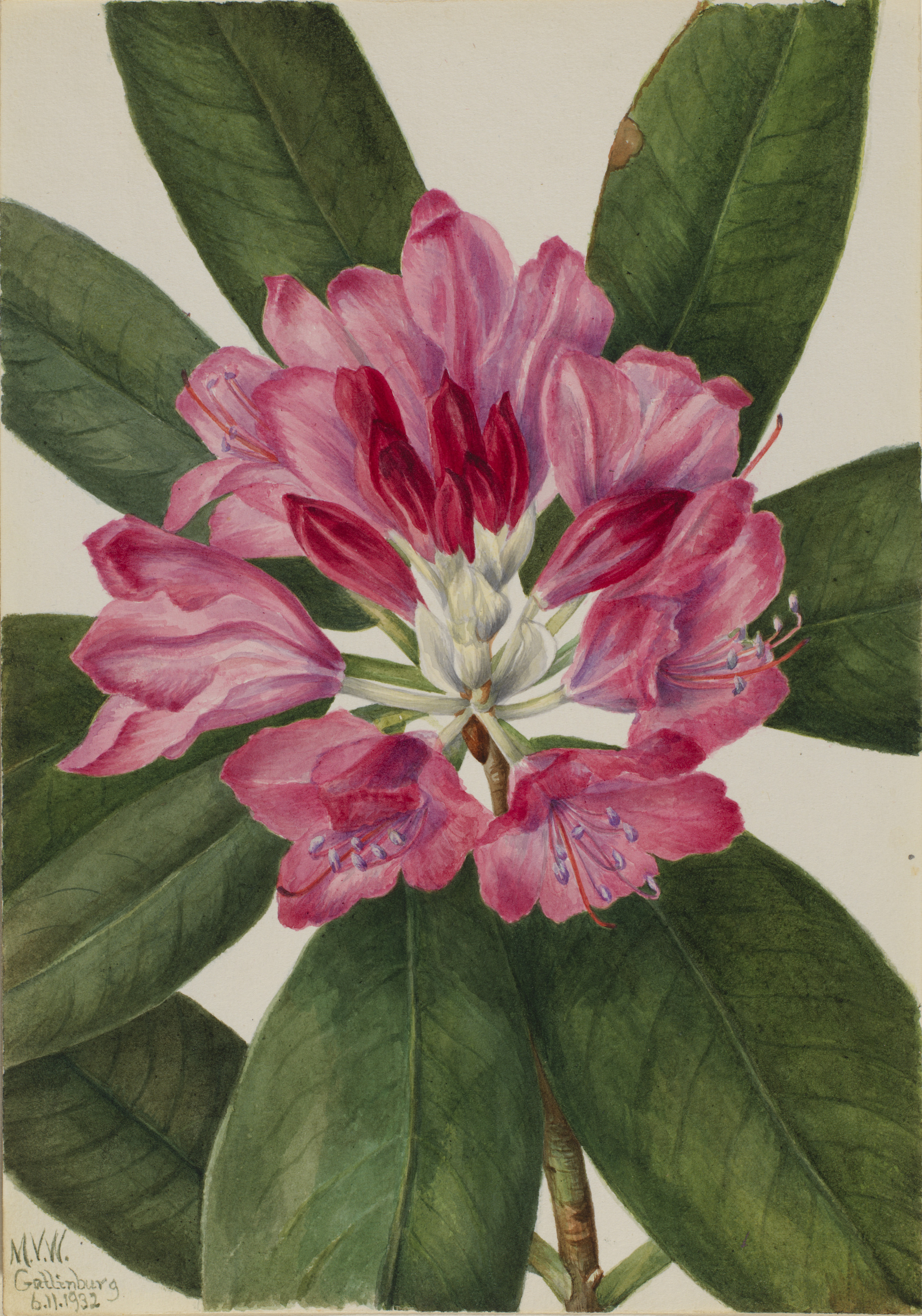 Mary Vaux Walcott, Mountain Rose-Bay (Rhododendron catawbiense)