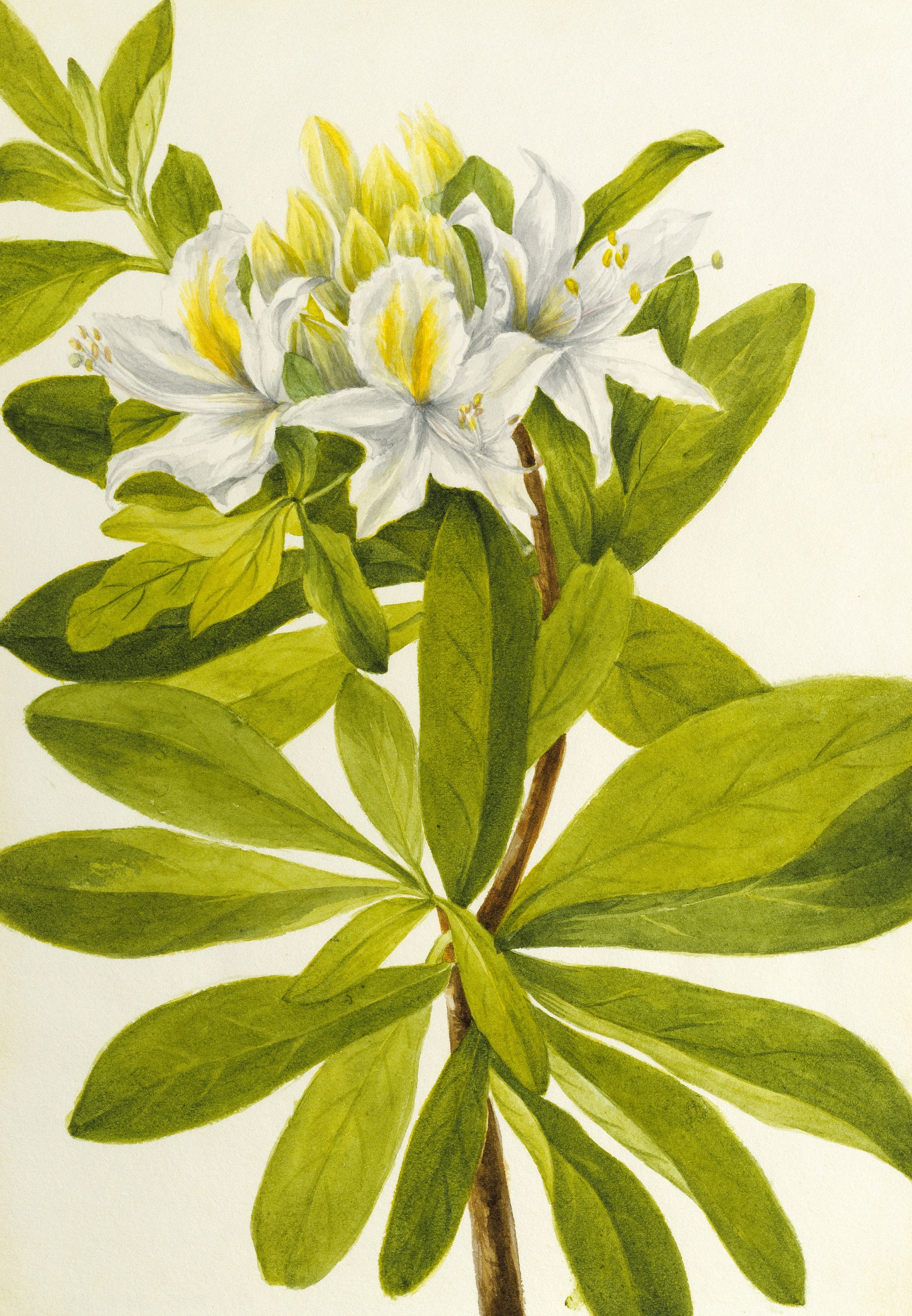 Mary Vaux Walcott, Western Azalea (Rhododendron occidentale)