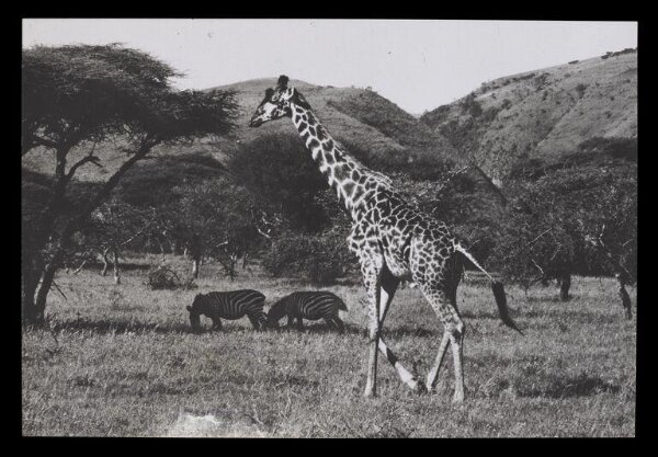 Hinde, John Wilfrid, Two Zebras and a Giraffe