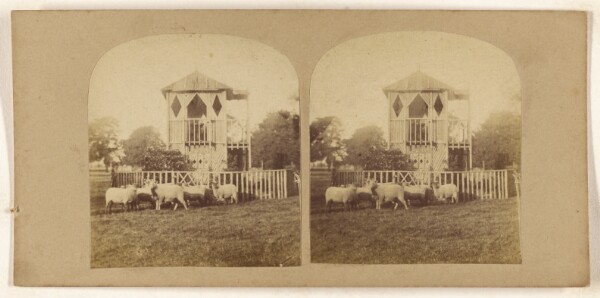 Unknown, [Sheep on lawn in front of unusual fenced-in building]
