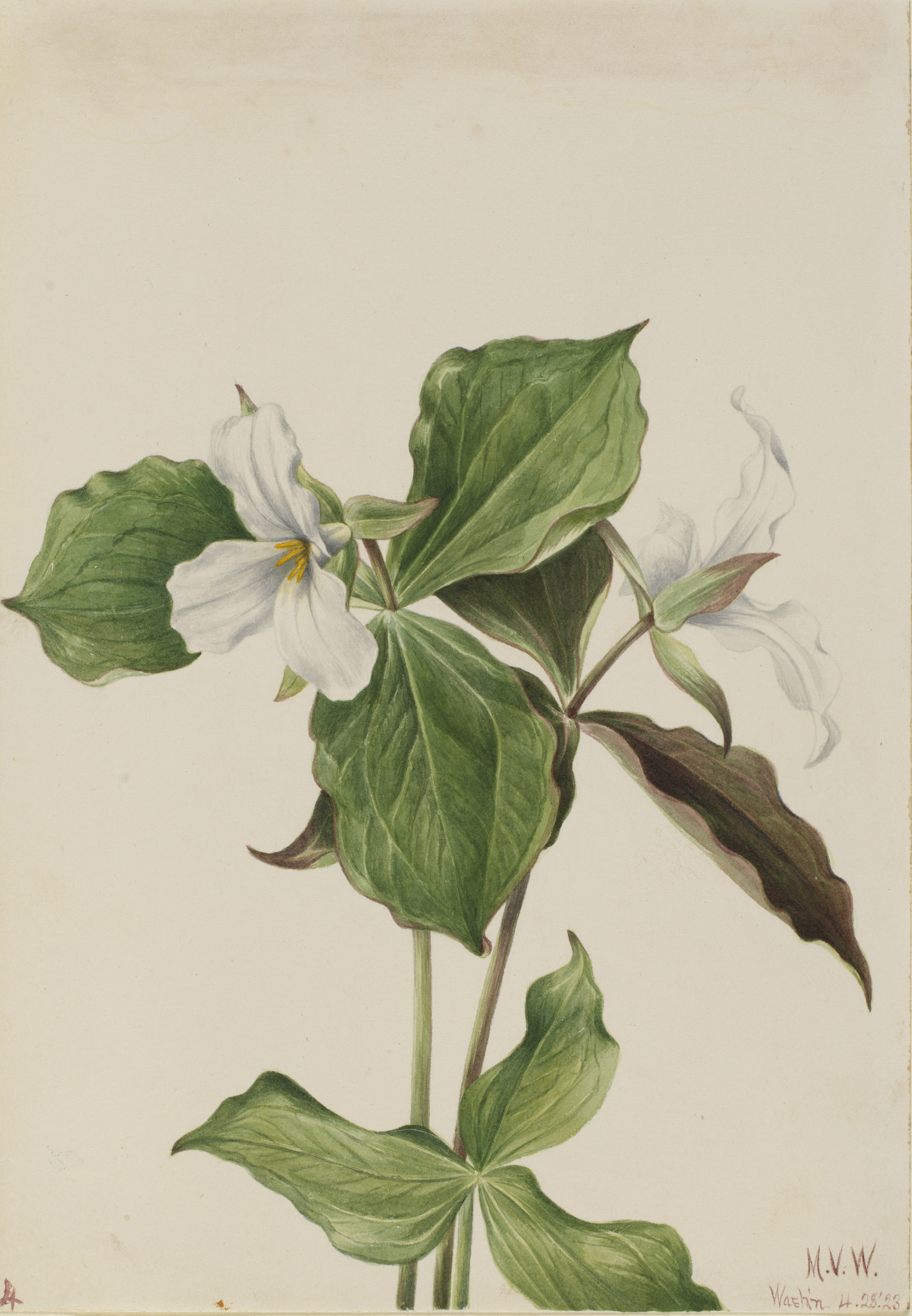 Mary Vaux Walcott, Large White Trillium (Trillium grandiflorum)