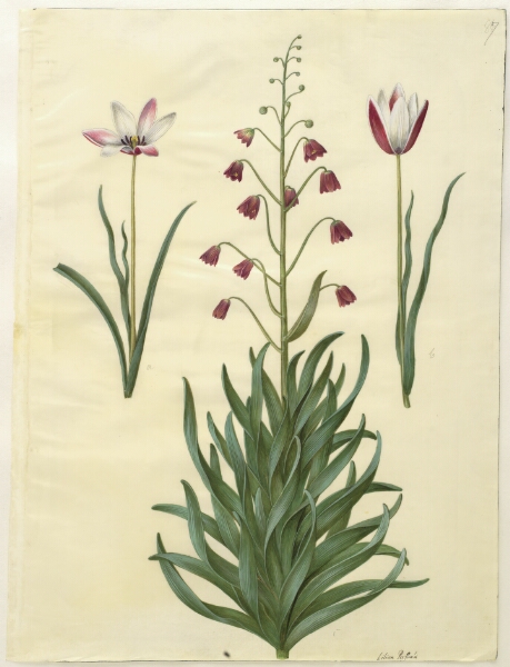 Hans Simon Holtzbecker, Tulipa clusiana (clusius-tulipan); Fritillaria persica (persisk fritillaria)