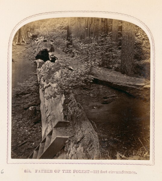 Thomas Houseworth, Father of the Forest