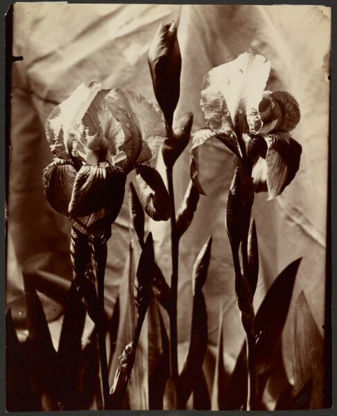 Eugène Atget, Iris