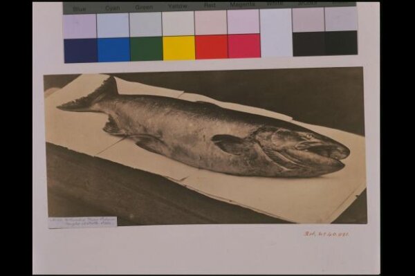 Unknown, Columbia River Salmon caught at Kettle Falls