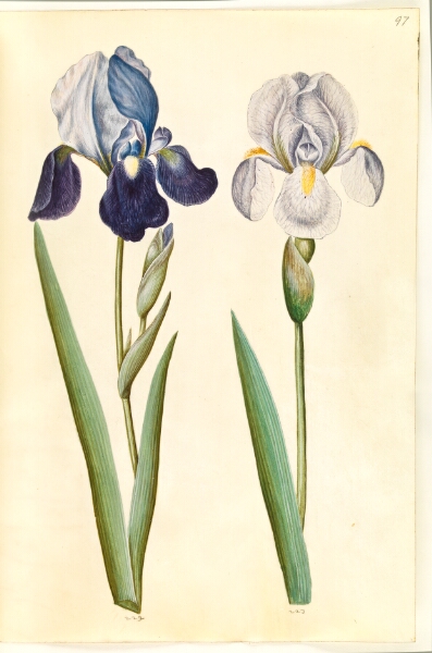 Hans Simon Holtzbecker, Iris ×germanica eller Iris ×sambucina (?) (have-iris eller hylde-iris); Iris ×germanica (have-iris)