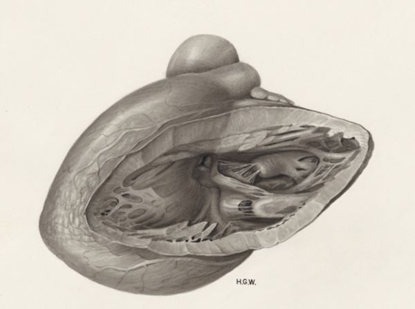 H.G Wetselaar, Heart and adjacent organs