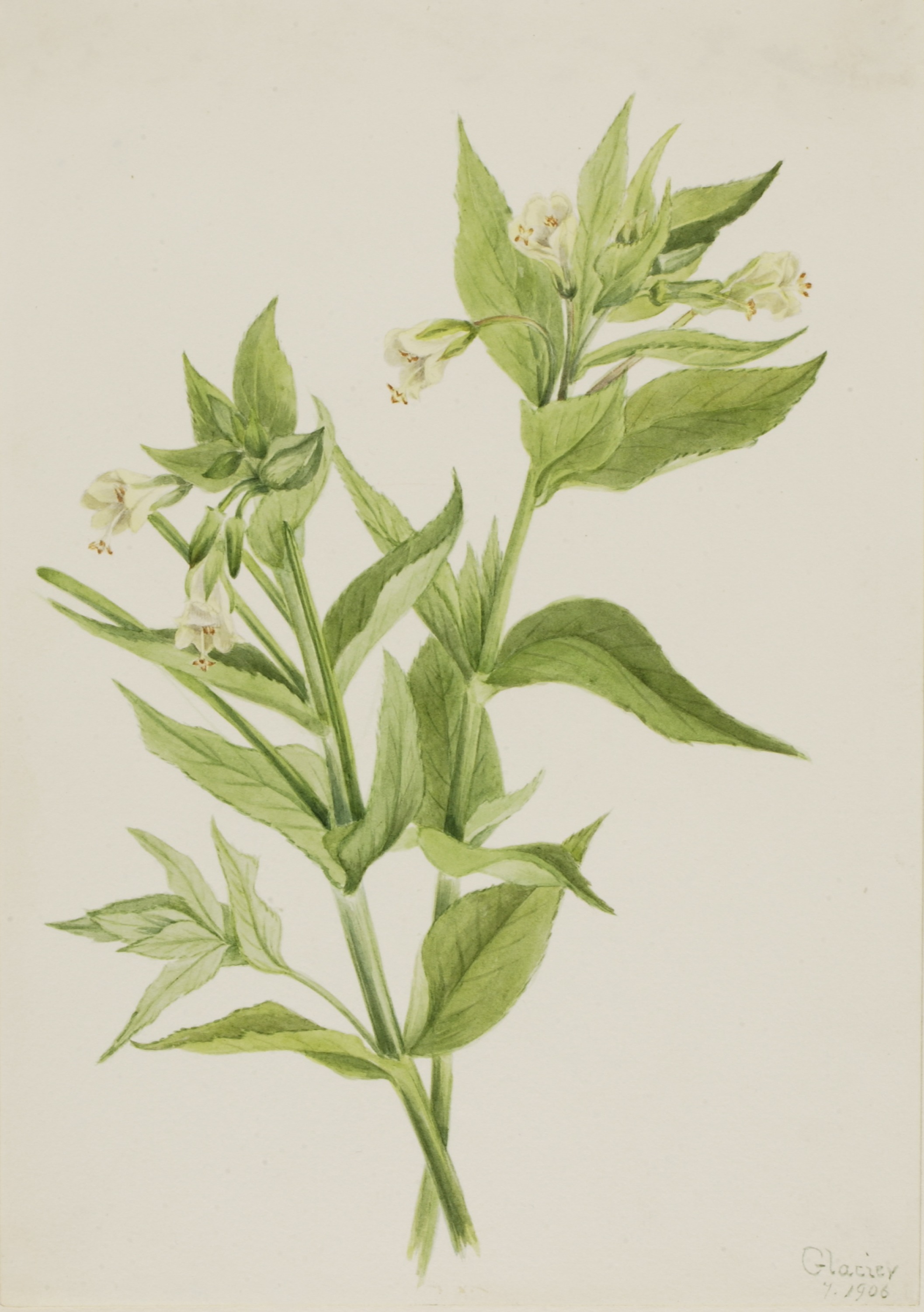 Mary Vaux Walcott, Yellow Willow-Weed (Epilobium lutem)
