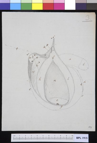 M. Houtman, Male genitals with hernia