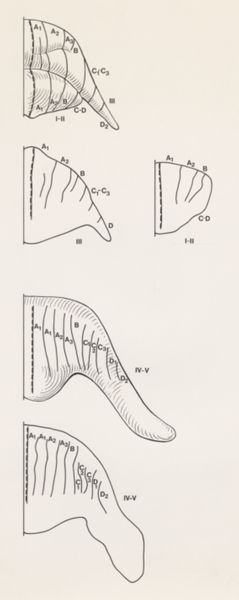 J Tinkelenberg, Part of the central nervous system