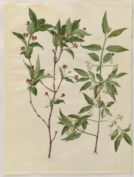 Hans Simon Holtzbecker, Lonicera alpigena (alpe-gedeblad); Euonymus europaeus (almindelig benved)