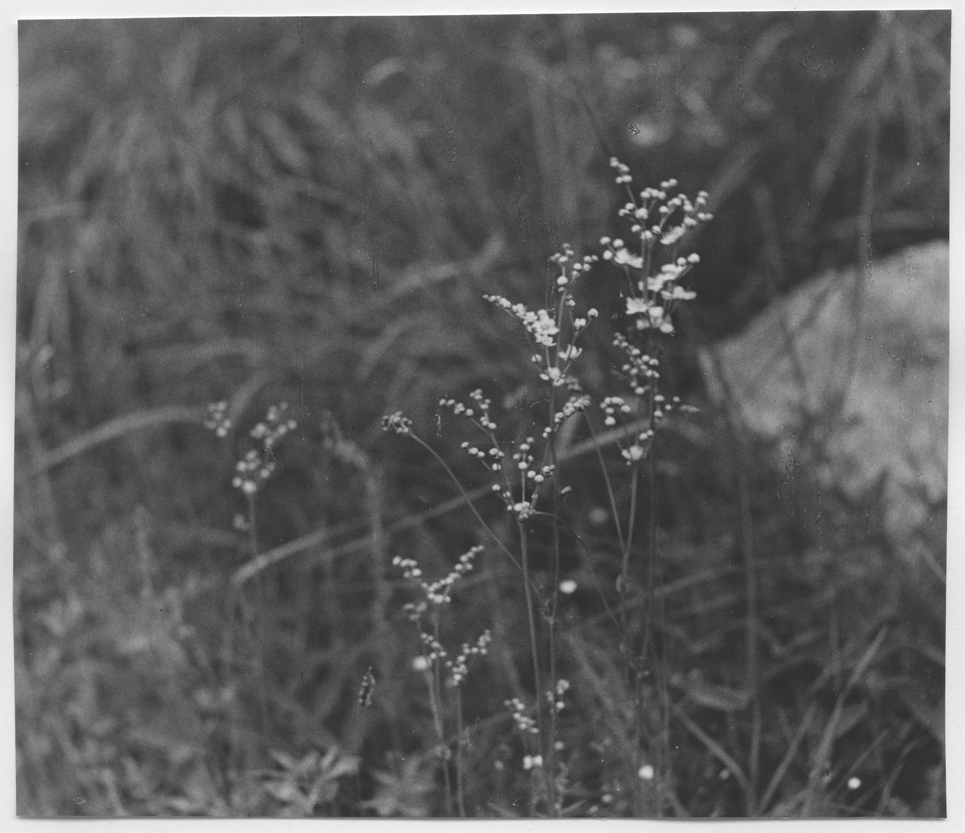 Mårten Sjöbeck, Skärfälten, örtvegetation Spirea Filip
