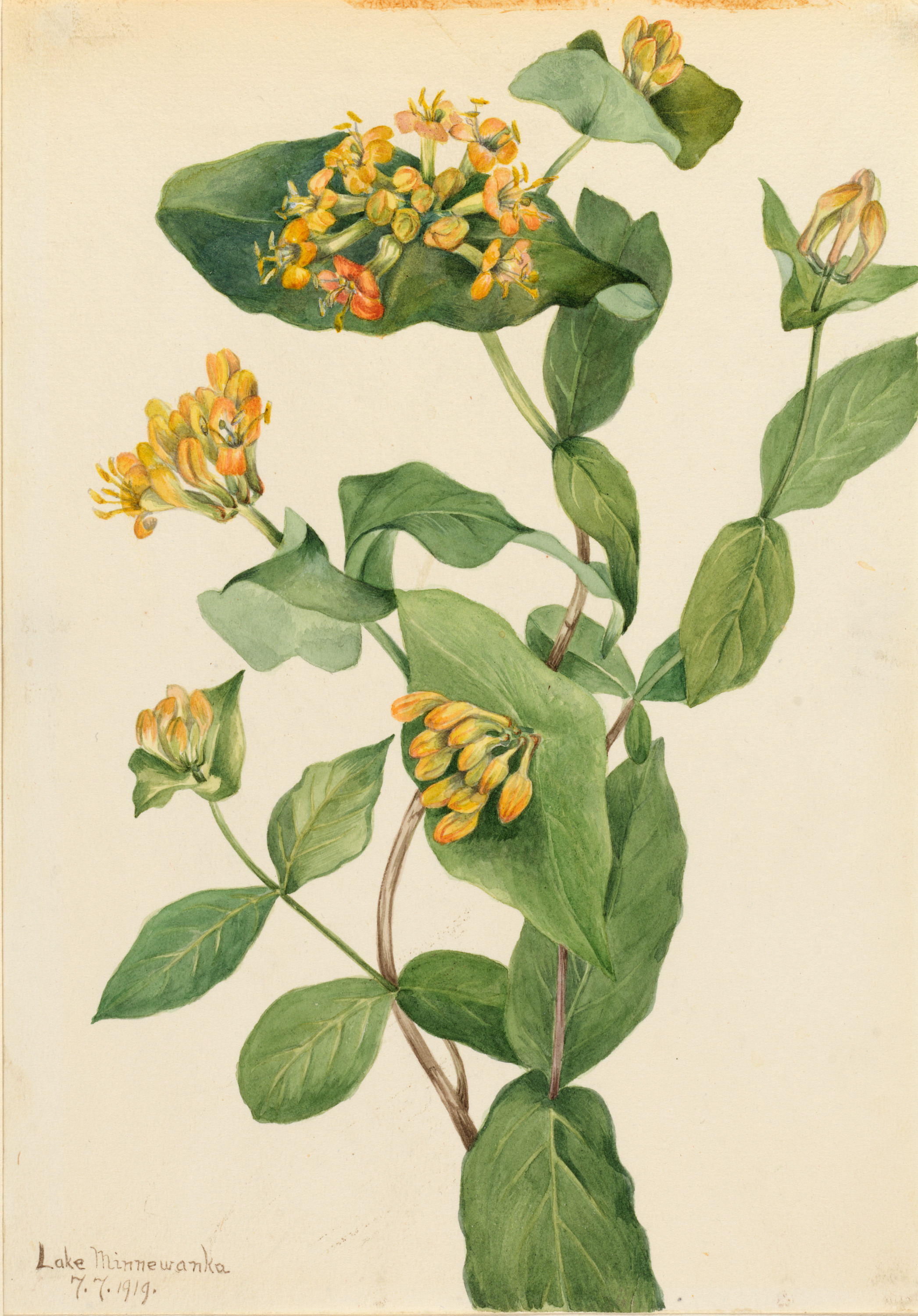 Mary Vaux Walcott, Douglas Honeysuckle (Lonicera glaucescens)