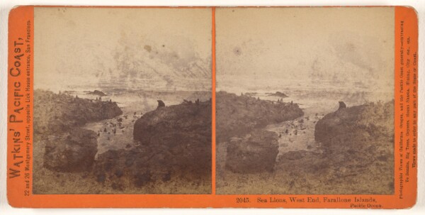Carleton Watkins, Sea Lions, West End, Farallone [sic] Islands, Pacific Ocean.
