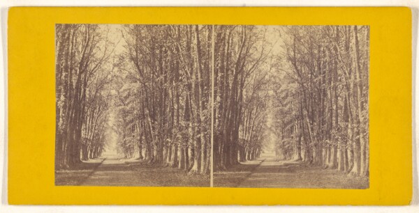 Unknown, Avenue of Limes, at Castle Grant, Strathspey.
