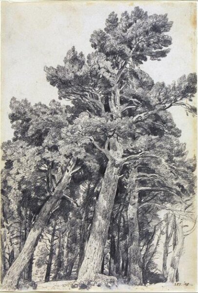 Constable, John (RA), Fir Trees at Hampstead