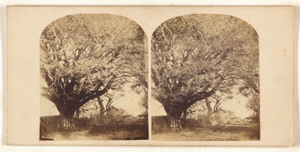 Unknown, [Old Beech at (---illeg.) from residence of Mr. Dunlop of Kingston]