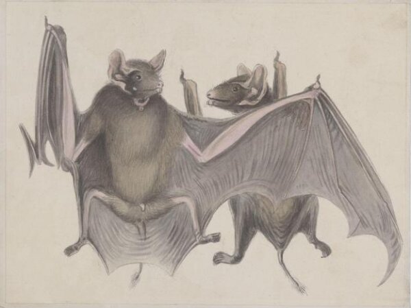Unknown, Two bats.