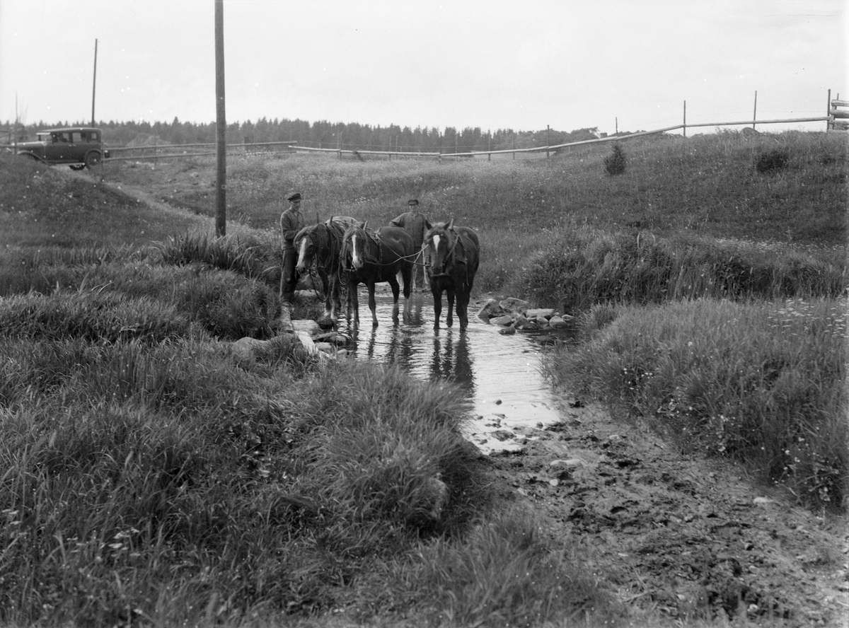 Paul Sandberg, Lantbrukare Evert Johansson och hans bror med hästar i Ullbro, Tillinge socken