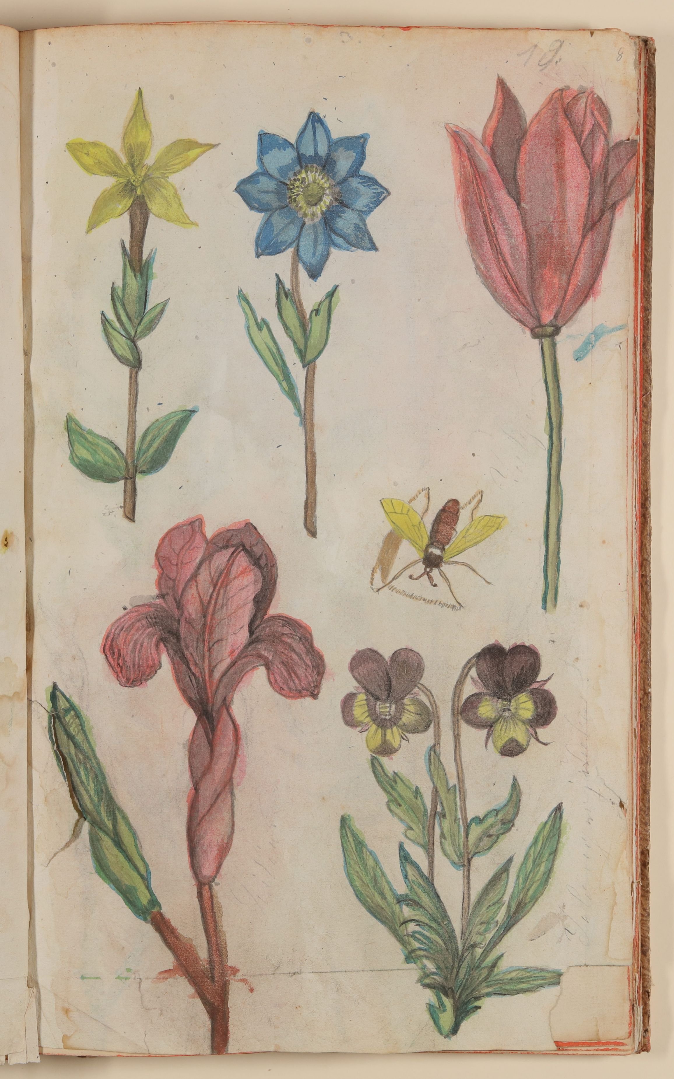 Marianne Franziska Seiffert von Klettenberg, Christrose, Tulpe, Iris, Stiefmütterchen und eine Wespe [aus einem Skizzenbuch der Marianne Franziska Seiffert von Klettenberg]