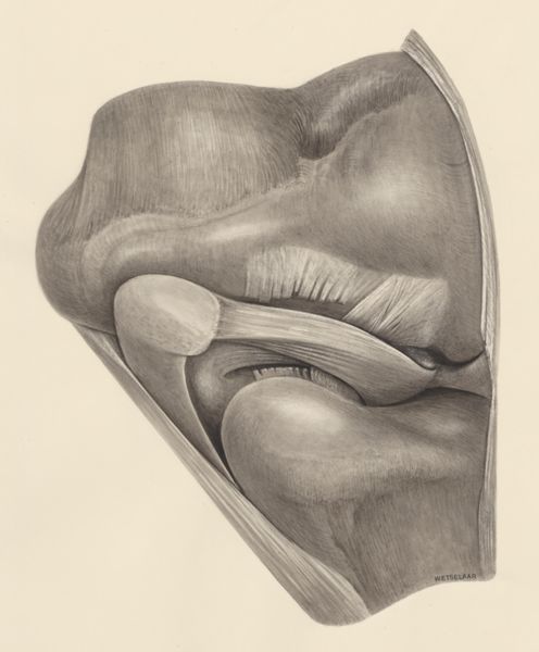 H.G Wetselaar, Muscular tissue on a joint