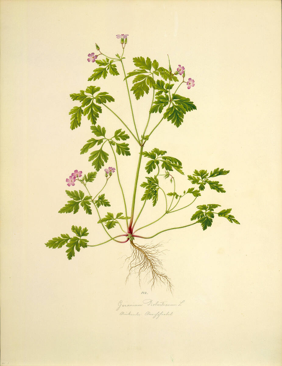 AugustRokert, Geranium Robertianum L - Ruprechtskraut