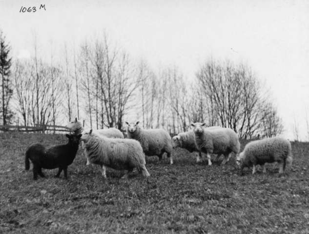 Anders Beer Wilse, -6923
