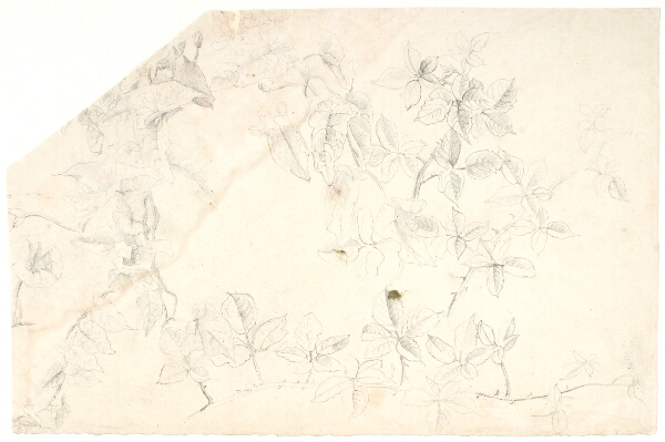 Dankvart Dreyer, Plantestudier