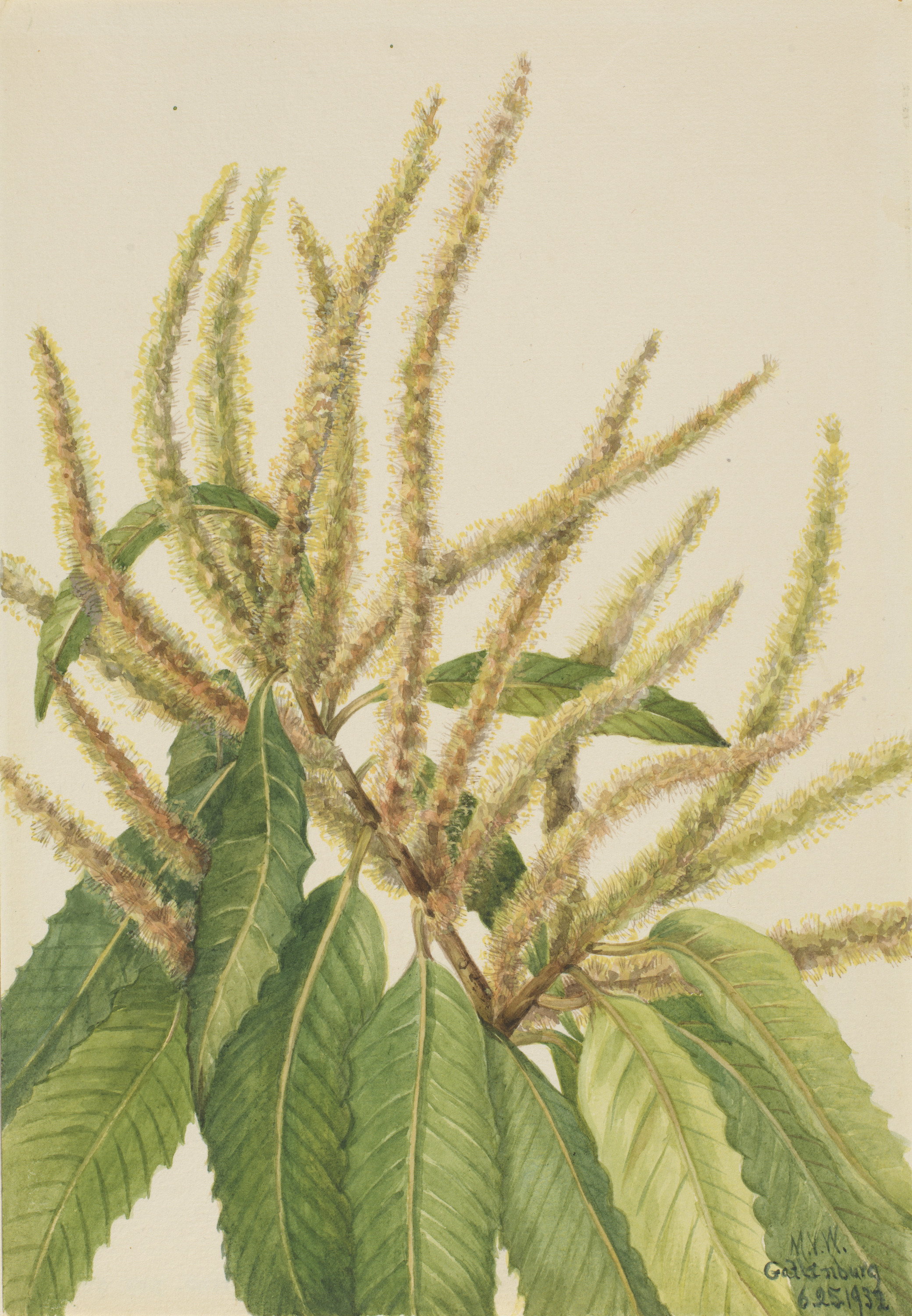 Mary Vaux Walcott, American Chestnut (Castanea dentata)