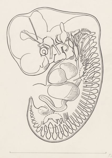 J Tinkelenberg, Cross section of the human embryo