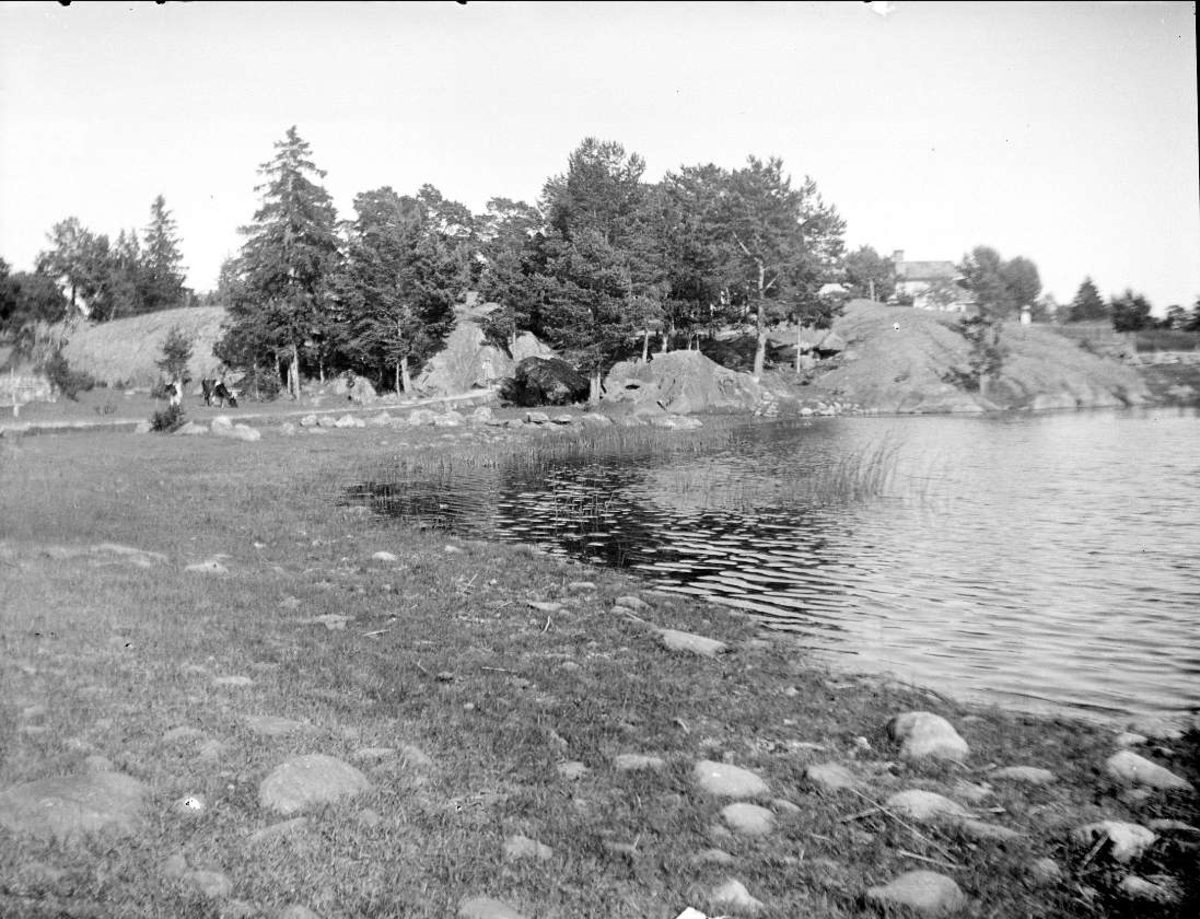 August Fredrik Schagerström, Betande kor vid Hummelfjärden, nära Öregrund, Uppland juli 1924