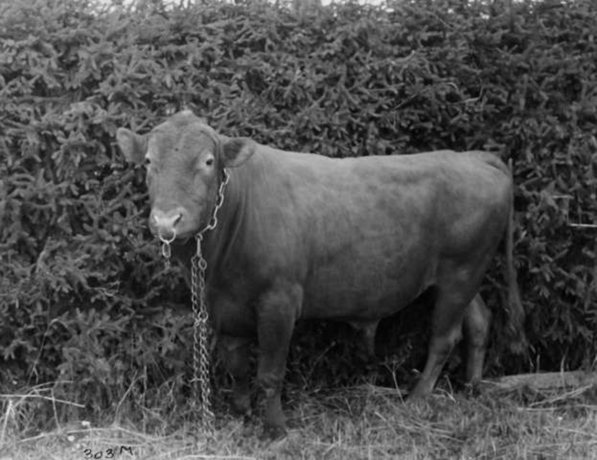 Anders Beer Wilse, -7870