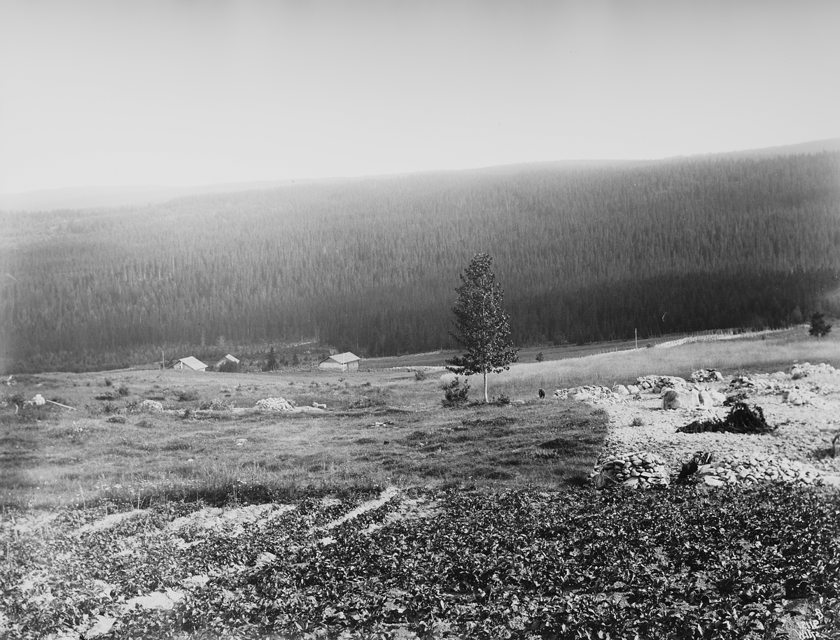Anders Beer Wilse, Konv: Wulfsberg pano 3