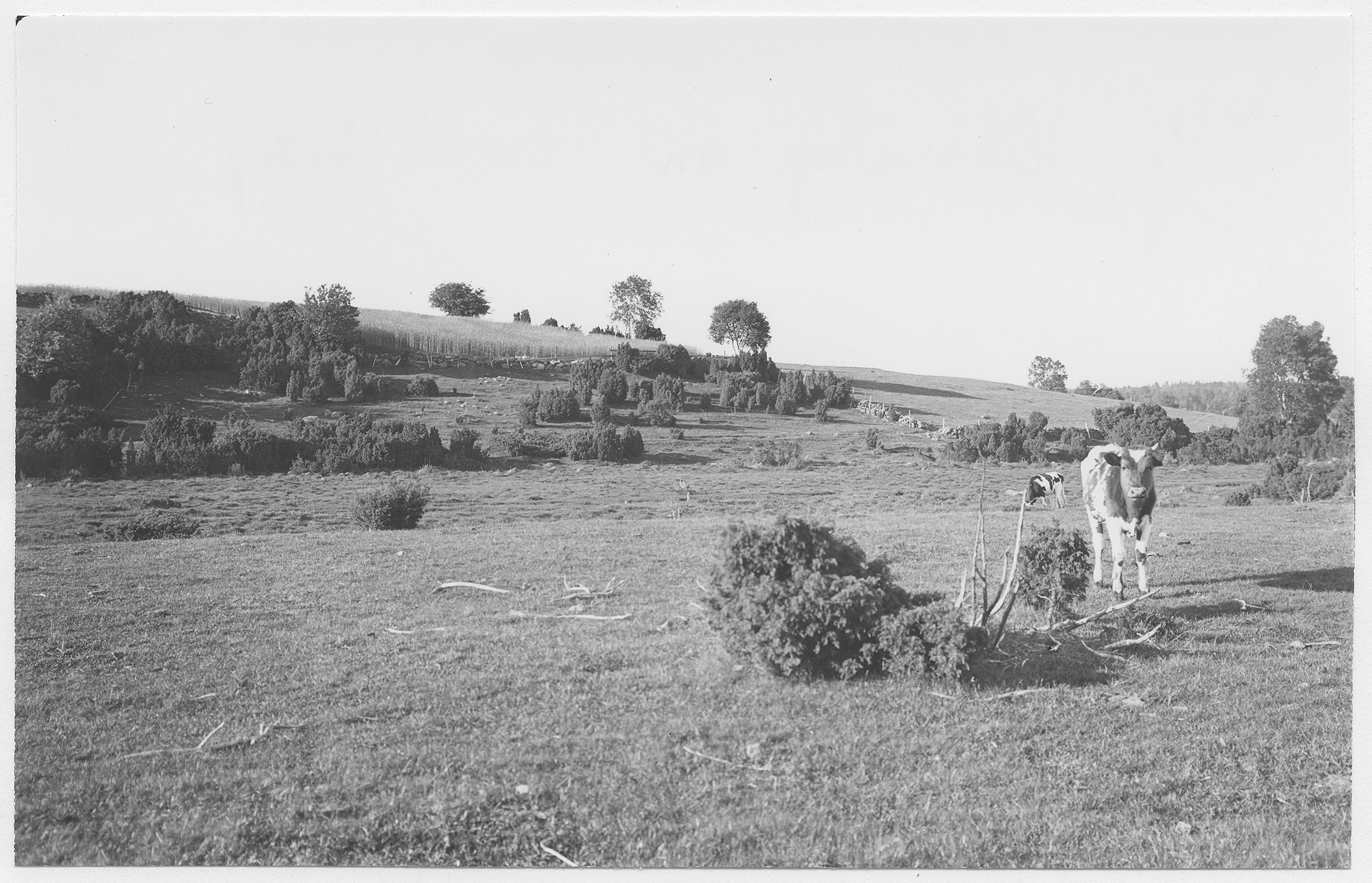 Mårten Sjöbeck, Håkantorps socken, betesmarker