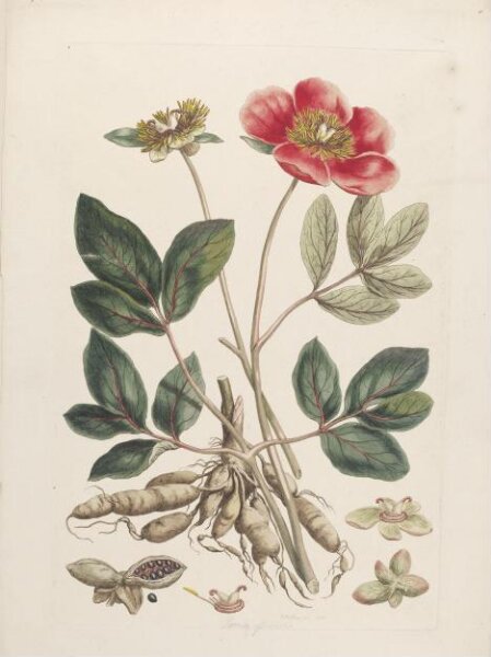 John Miller, Print