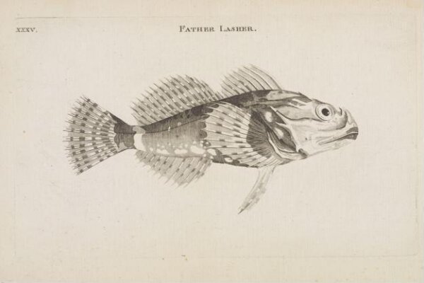 Unknown, FATHER LASHER.
