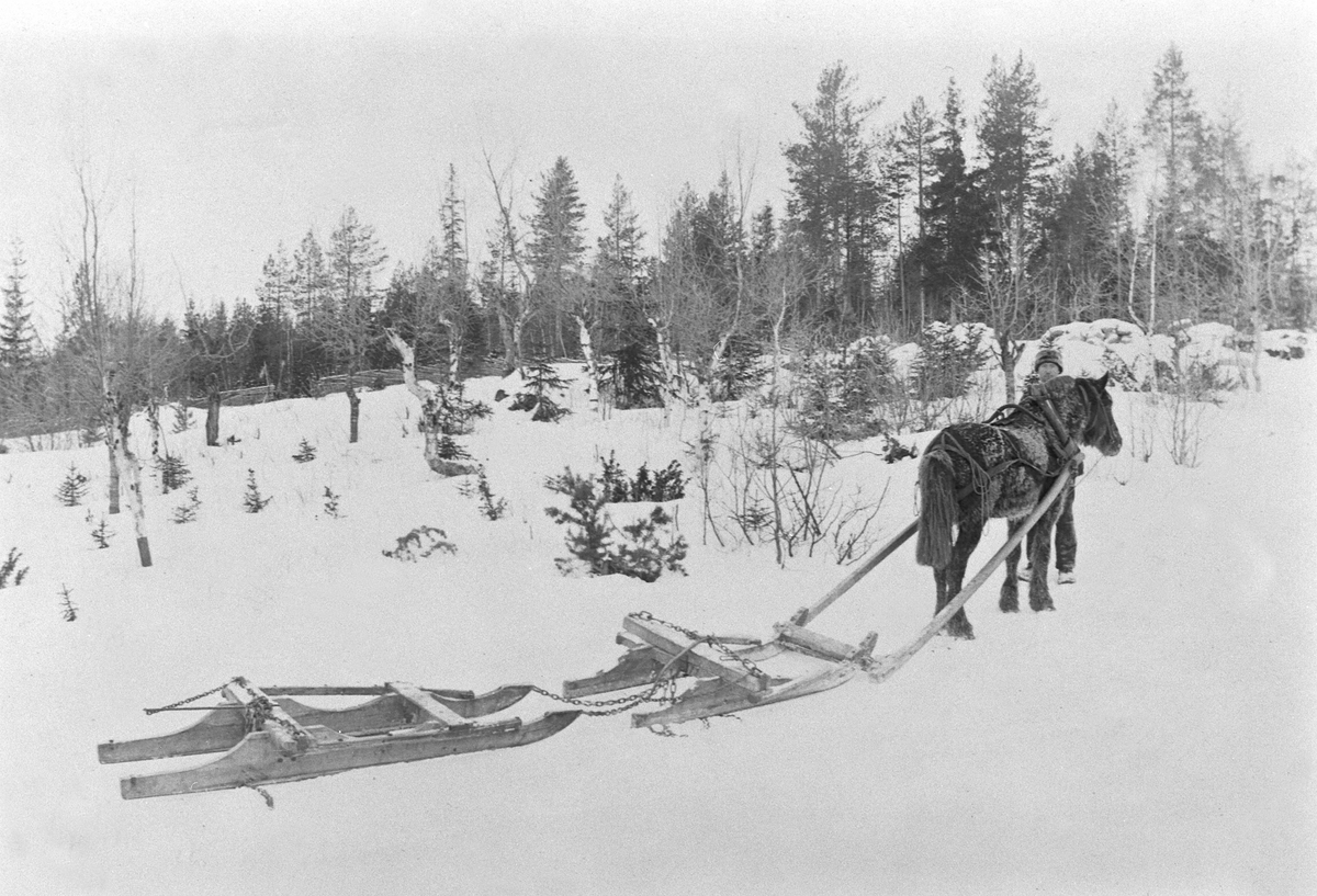 Anno Domkirkeodden, Tømmerkjøring med hest, "bukk" og "geit" på vinterføre. Arneberg, Ringsaker.