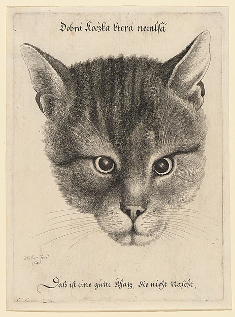 Wenceslaus Hollar, Head of a Cat (Middle Size)