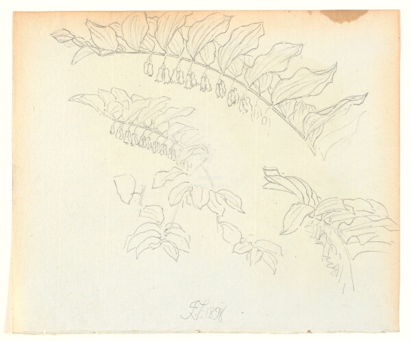 Joakim Skovgaard, Plantestudie