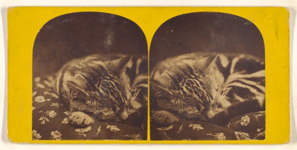 Unknown, [Cat sleeping on pillow]